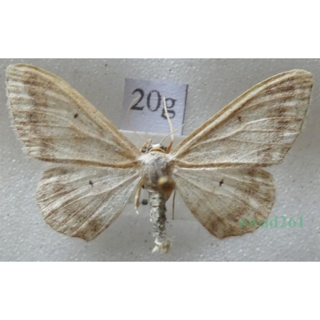 Idaea deversaria (Herrich-Schäffer, 1847) Krocznik gospodek Czech20g